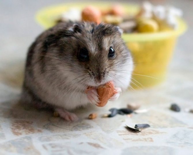 Джунгарский хомяк