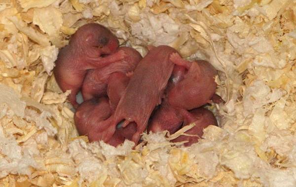 Джунгарский-хомяк-Описание-особенности-цена-уход-содержание-Джунгарский-хомяк-12