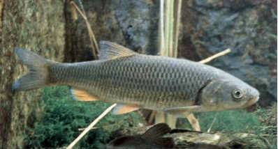 Рыба елец: описание, где водится, на что ловится, вкусовые качества