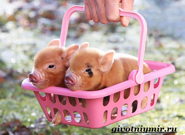 Маленькая декоративная свинка: уход и содержание мини пиги в домашних условиях