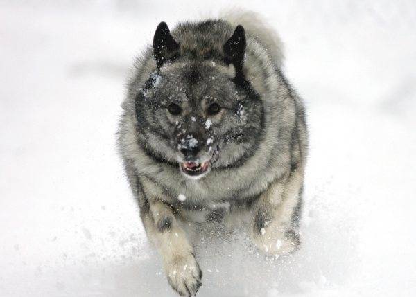 Описание норвежских элкхаундов: внешность и характер скандинавской лосиной лайки