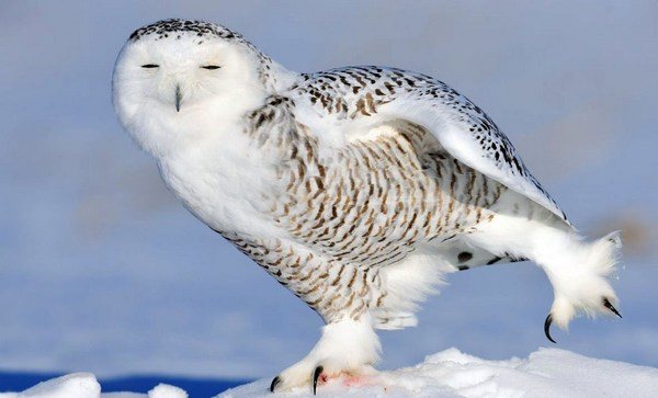 На сколько может поворачивается голова у совы и почему она крутится