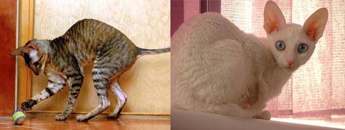 Описание породы кошек корниш-рекс: длительность жизни, описание