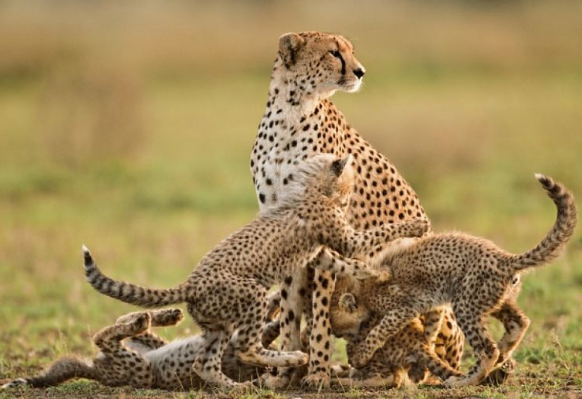 Гепард в дикой природе: характеристики, места обитания, образ жизни, питание и размножение гепардов