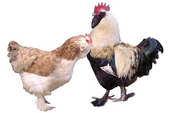 Куры фавероль: описание породы, содержание и уход в домашних условиях