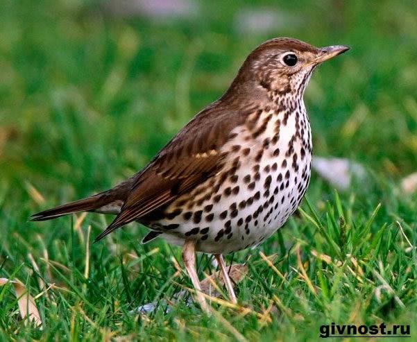 Дрозд рябинник