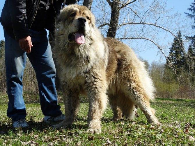 Какие существуют собаки волкодавы: описание русских, немецких и азиатских пород