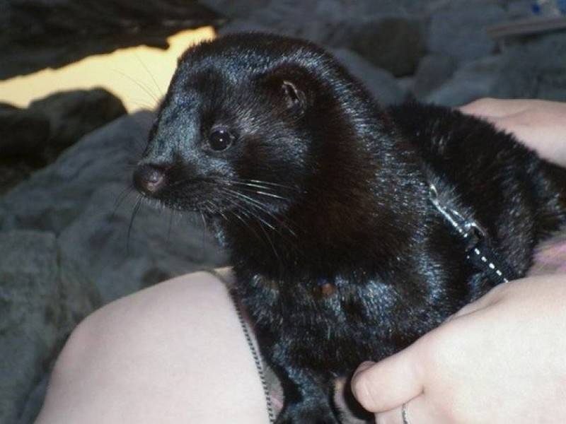 Все о норке: описание видов животного, содержание в домашних условиях, плюсы и минусы