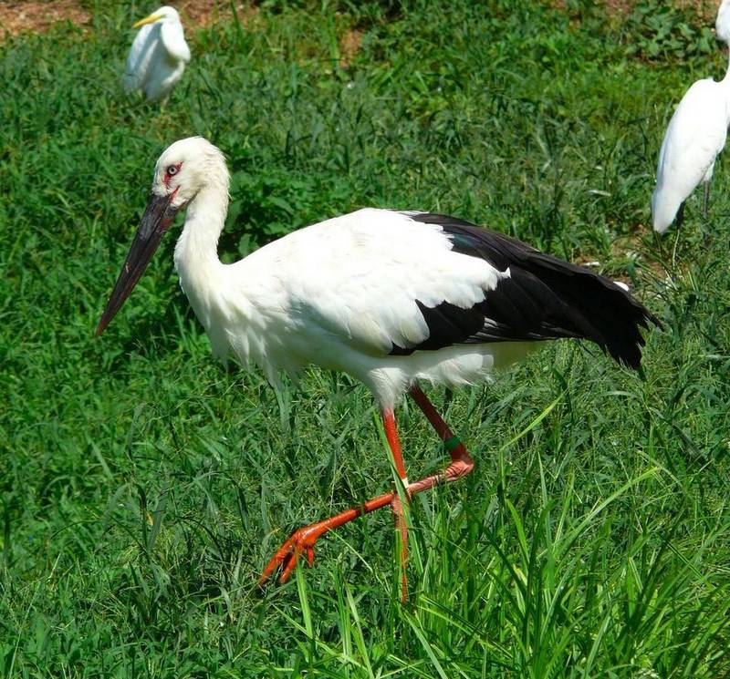 Черный аист описание птицы, особенности, виды, среда обитания