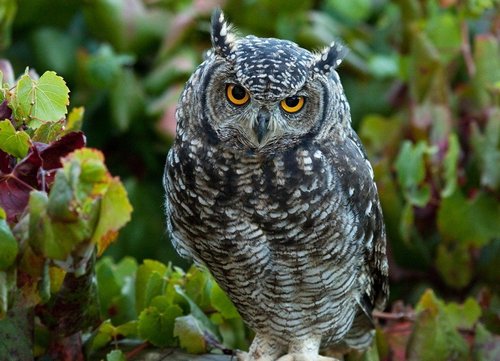 На сколько может поворачивается голова у совы и почему она крутится