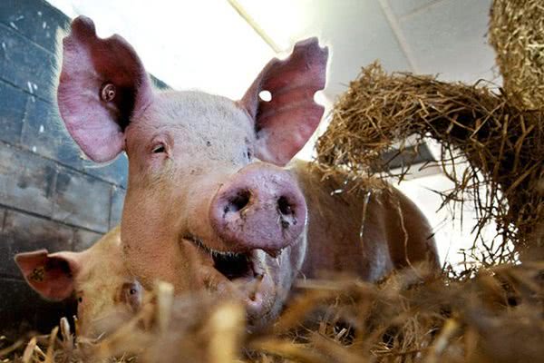 Кабан по способу питания: что ест и как питается это дикое животное