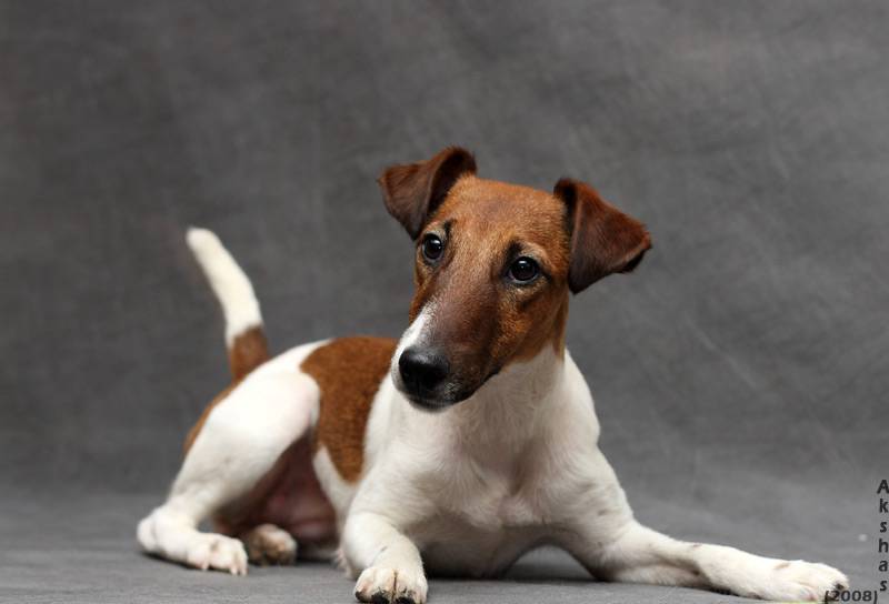 Джек-рассел-терьер: фото, описание и характеристика породы