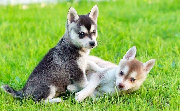 Мини-хаски - внешний вид и характер, уход и содержание маленькой собачки