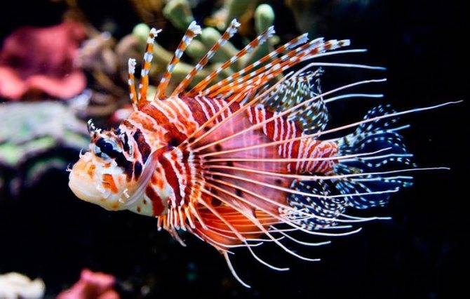 Крылатка или рыба-зебра