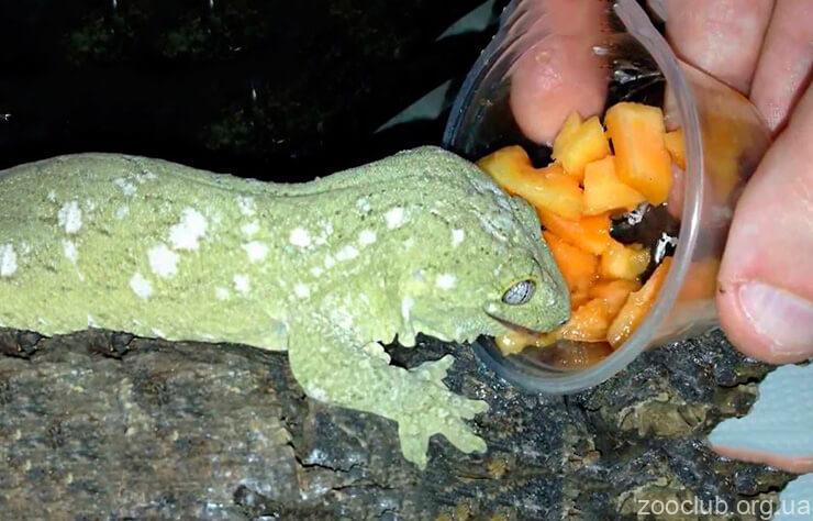 Поясохвост