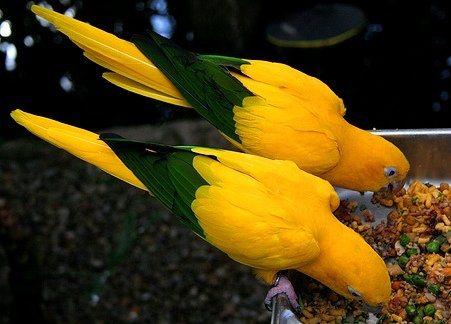 Попугай Аратинга: солнечный, золотой, яндайя, черноголовый