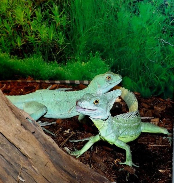 Василиск ящерица