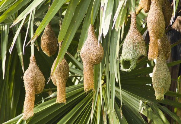 Ткачик птица