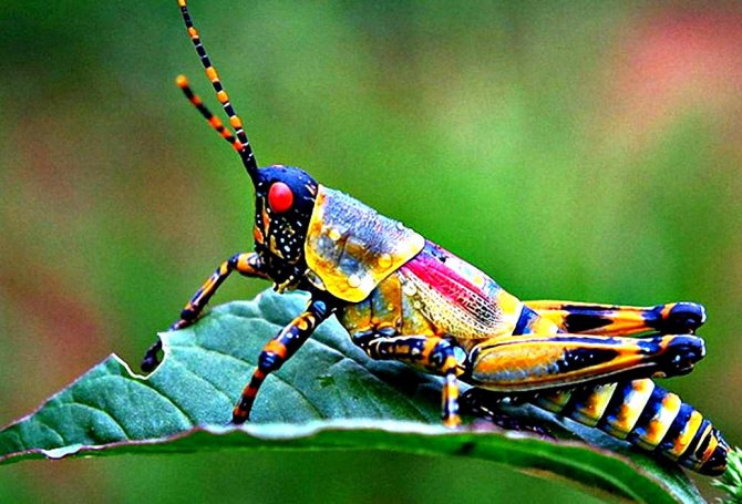 Степная дыбка: распространение, местообитание, численность