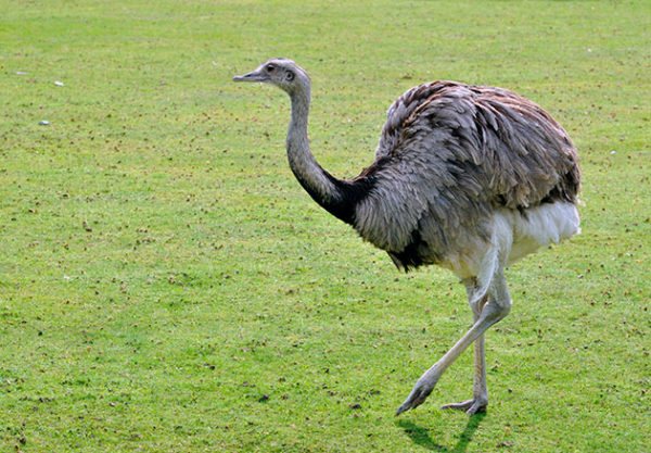 Страус эму: описание внешнего вида, характера, нюансов разведения