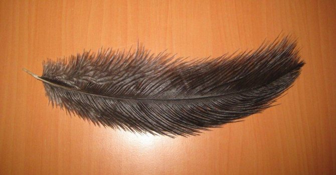 Страус эму: описание внешнего вида, характера, нюансов разведения