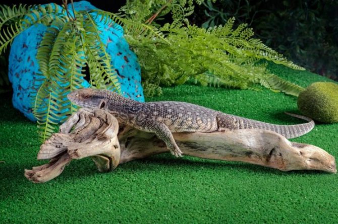 Черный водяной варан в домашних условиях и природе