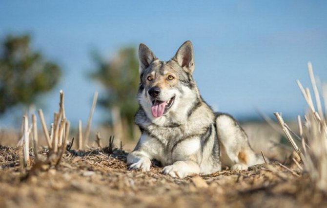 Как выглядят русские, юланские или сарлосские вольфхунды: характеристика породы