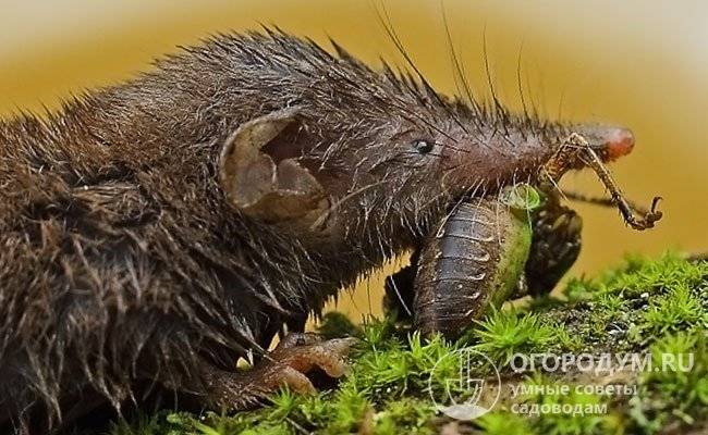 Необычные животные с самыми большими носами