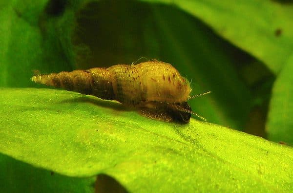 Улитка Мелания с описанием