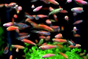 Совместимость Данио с другими рыбками: гуппи, барбусы, тернеции, петушки или скалярии, с кем уживаются в одном аквариуме лучше всего, стоит ли подсаживать креветок