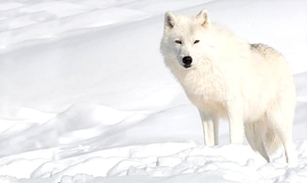 Полярный волк: описание животного, особенности, виды, среда обитания