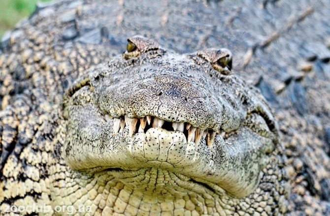 Чем отличается Кайман от аллигатора и крокодила