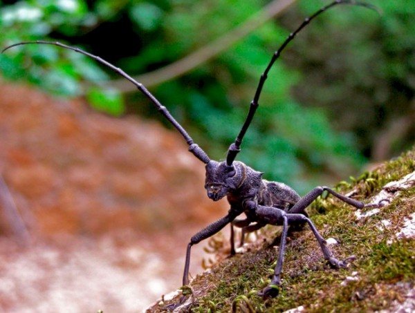 Эффективные средства от жука точильщика в деревянном доме