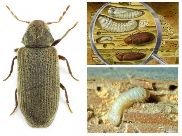 Эффективные средства от жука точильщика в деревянном доме