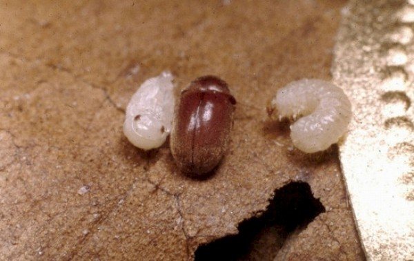 Эффективные средства от жука точильщика в деревянном доме