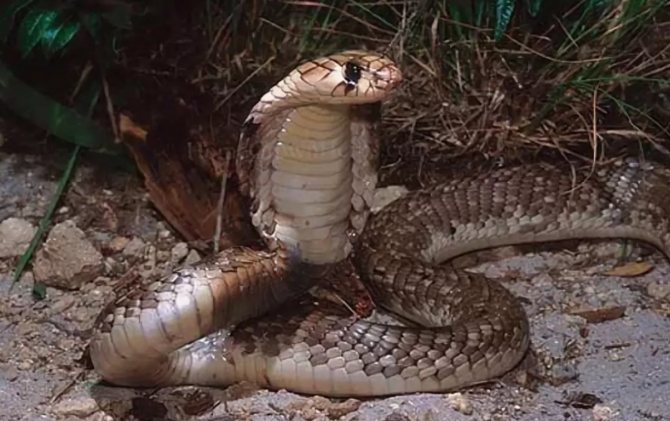 Аспид змея — описание семейства аспидовых (Elapidae), образ жизни, внешний вид, ядовитость