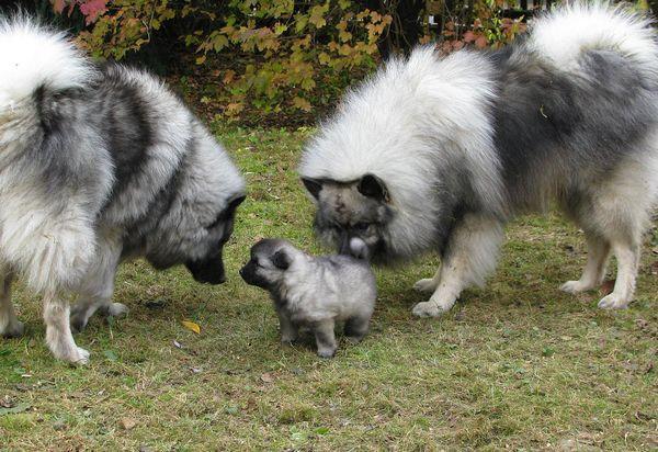 Волчий шпиц: описание и характеристика кеесхонда