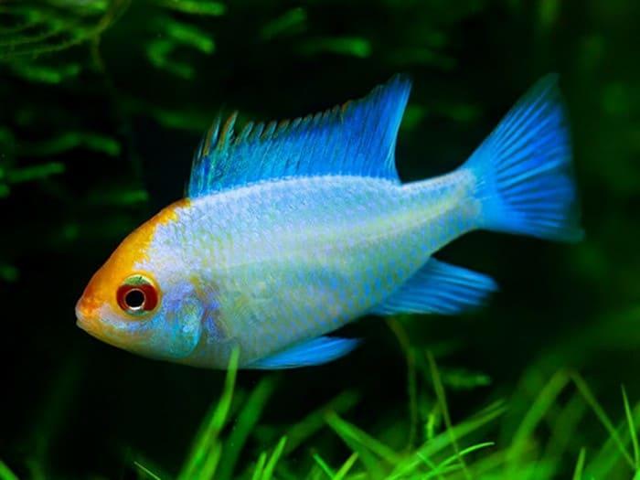 Электрик Блю