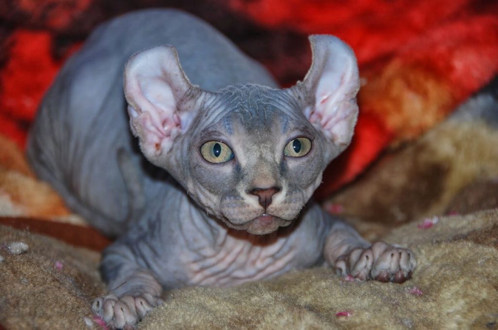 Порода кошек с большими ушами: как называются ушастые лопоухие коты с вытянутой мордой