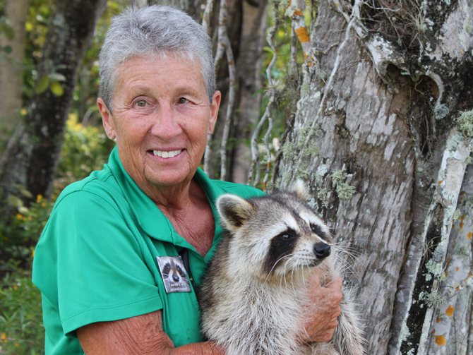 продолжительность жизни енота