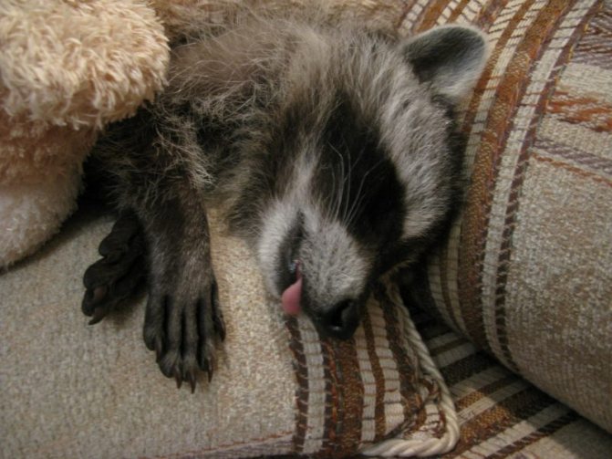 Где обитает енот