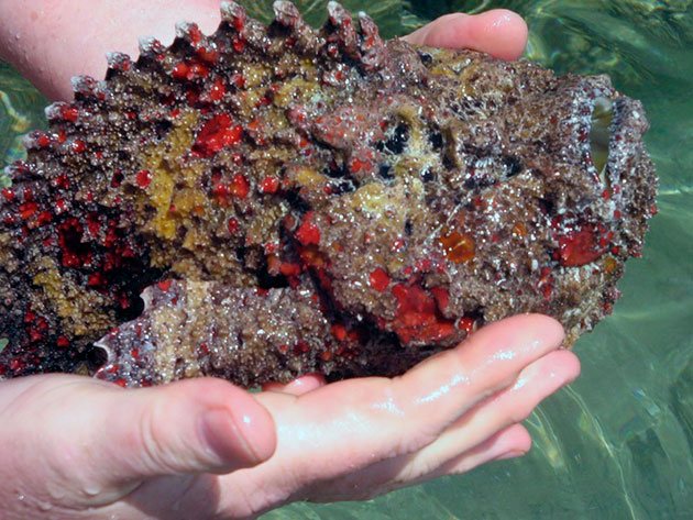 Если вы укололись иглами рыбы-камень первое что необходимо сделать - нанести стягивающую повязку, что бы яд не распространился по коже