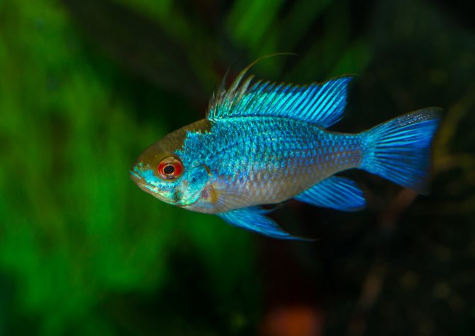 Апистограмма Рамирези: содержание, разведение