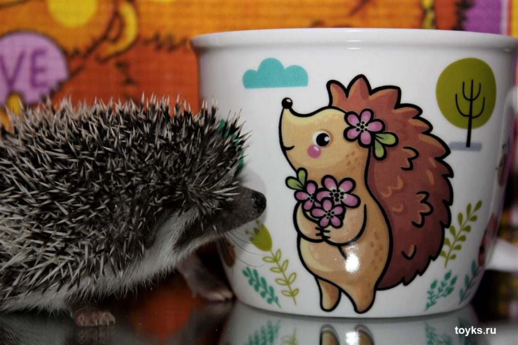 Ежик смотрит на кружку