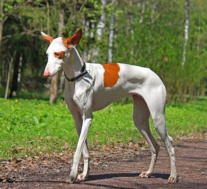Характеристика собак Чирнеко дель Этна: особенности сицилийской борзой породы