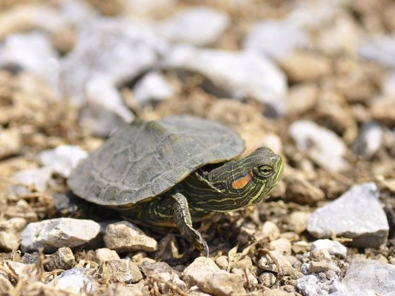 Разведение морских и наземных черепах | блог ветклиники