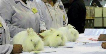 Львиноголовый кролик: описание и характеристики породы, содержание и уход