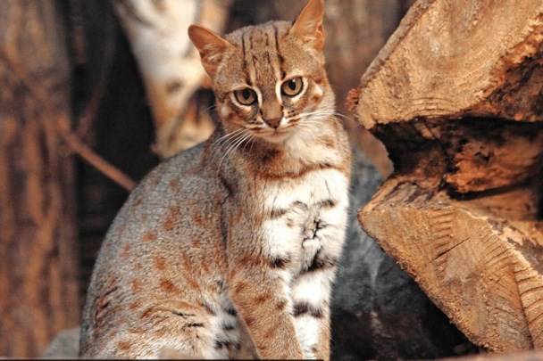 Барханный кот – как правильно ухаживать за таким экзотическим питомцем, интересные факты о породе