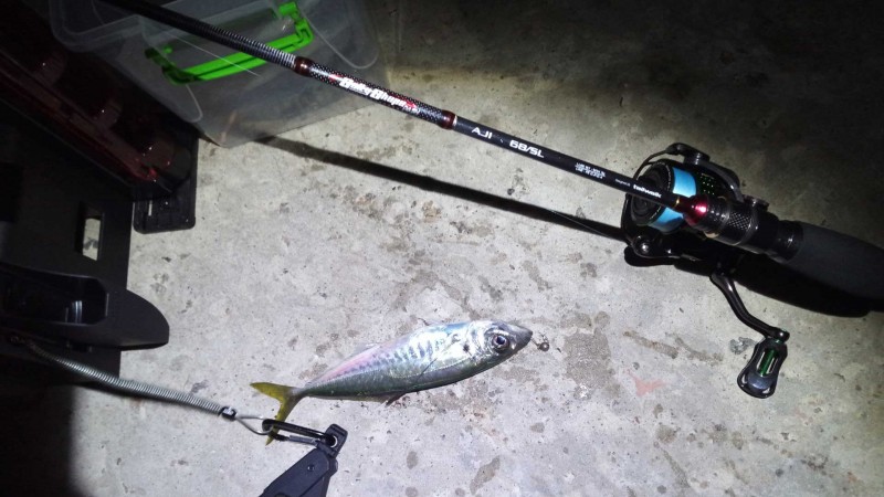 Ставрида (черноморская рыба): как ловить, места обитания, внешний вид, размеры, повадки, список самых уловистых приманок для ставриды