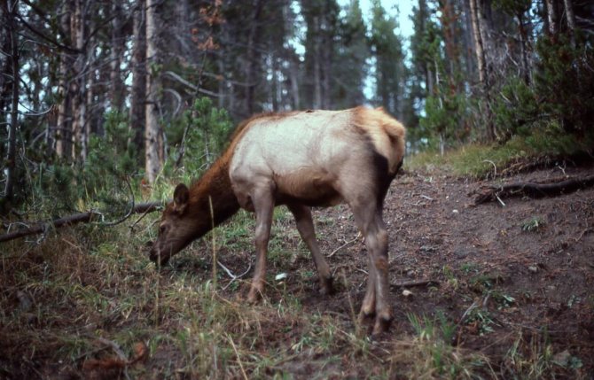 Средний вес лося
